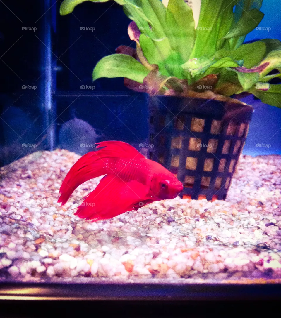 Red fish