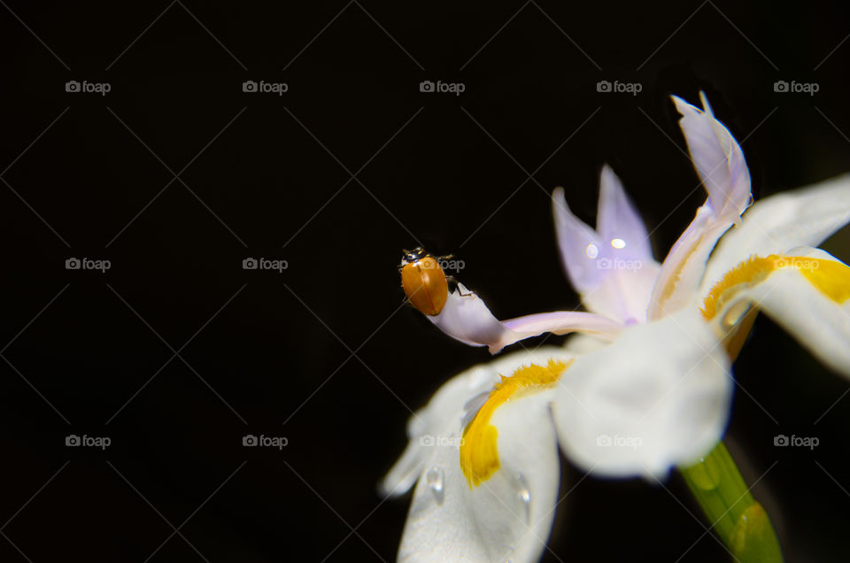 Lady bug on flower