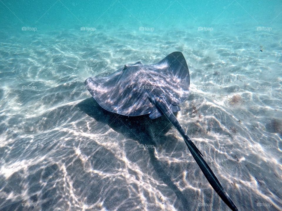 Stingray