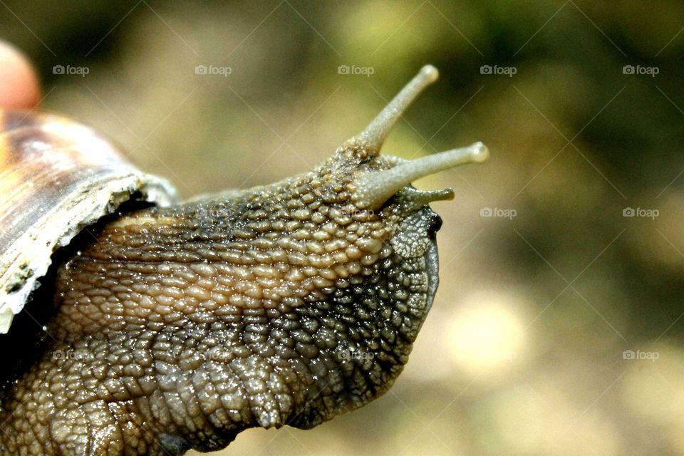 A big snail