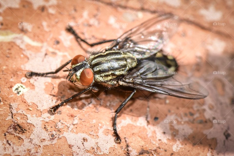 Macro shot fly