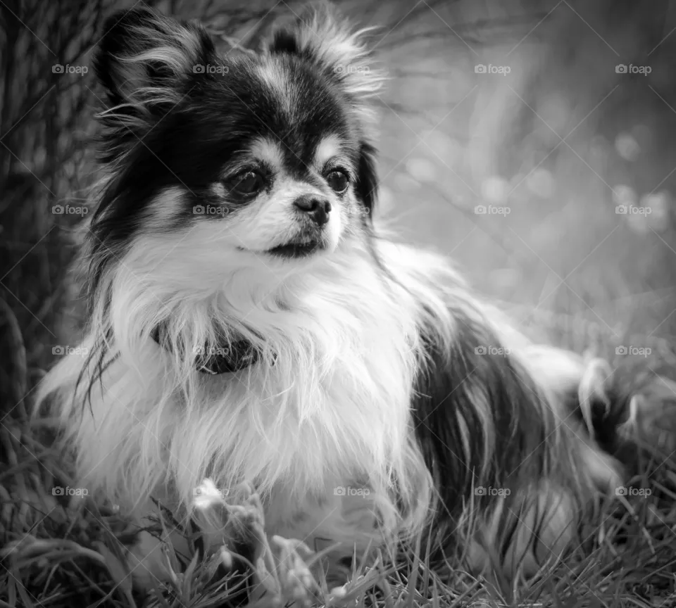 Fluffy