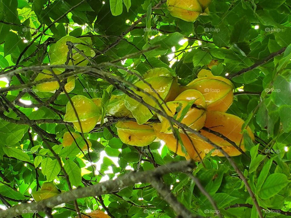 starfruits tree