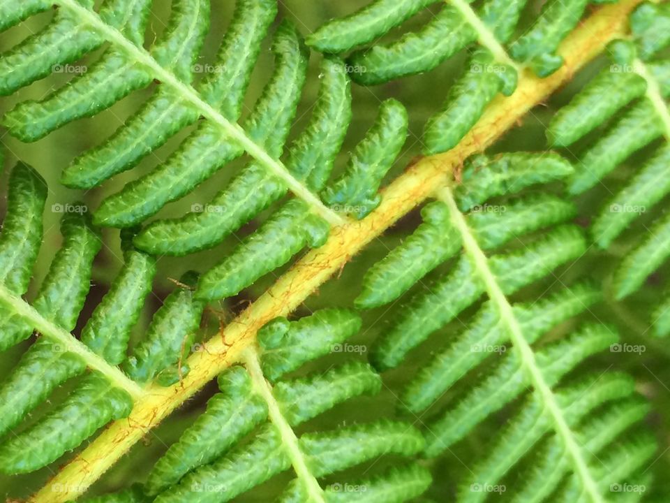 Green Fern