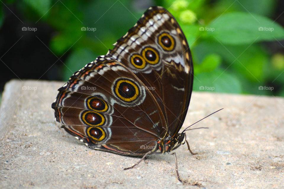 Butterfly in sanctuary