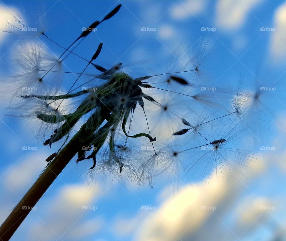 Perfection-imperfections  Dente de leão