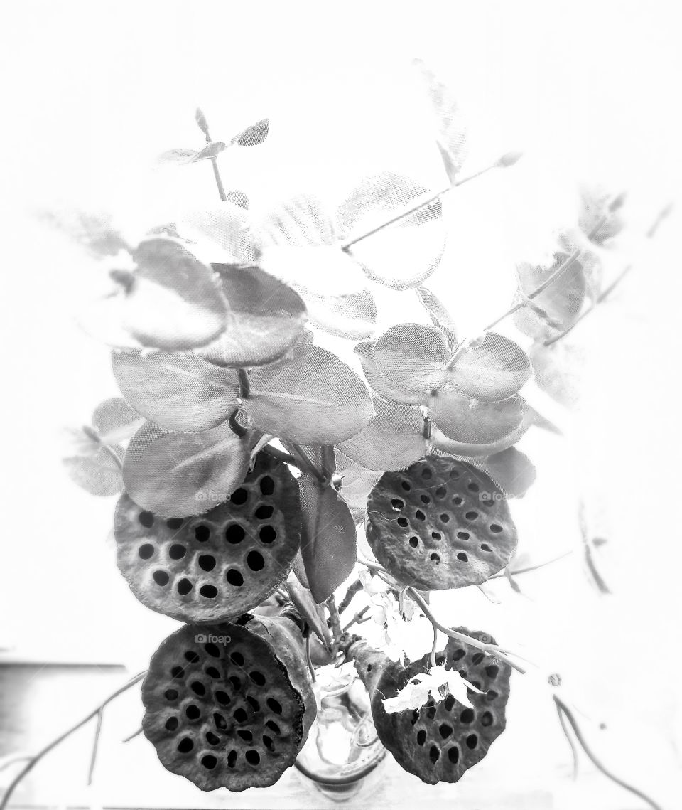 black and white floral