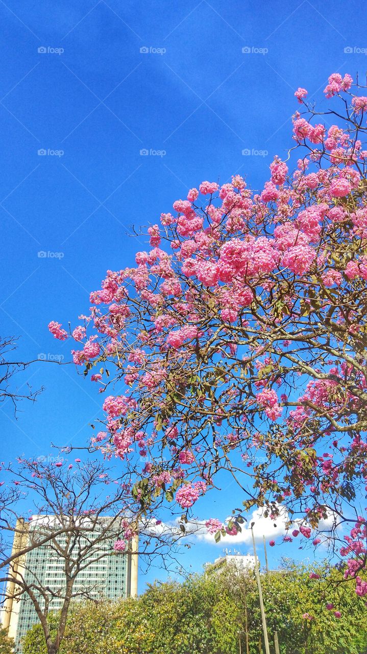 ipê rosa árvore tree pink