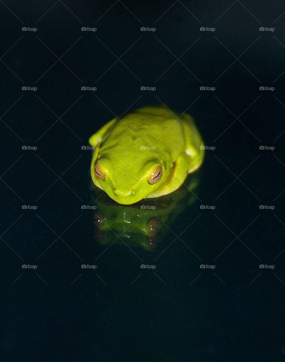 Frog Wildlife Green Small