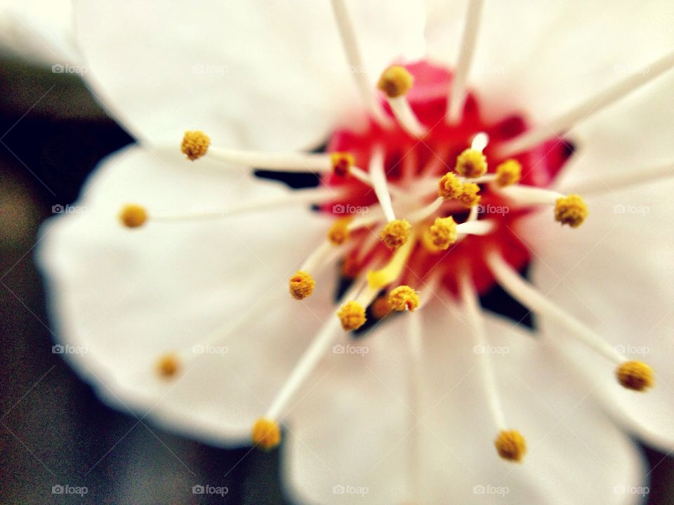 Macro close up of flower petals and pollen 