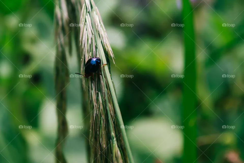 bug