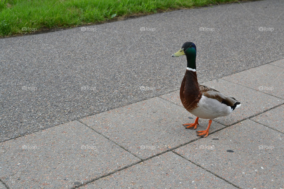 Mallard duck on sidewalk. Male Mallard duck on the sidewalk
