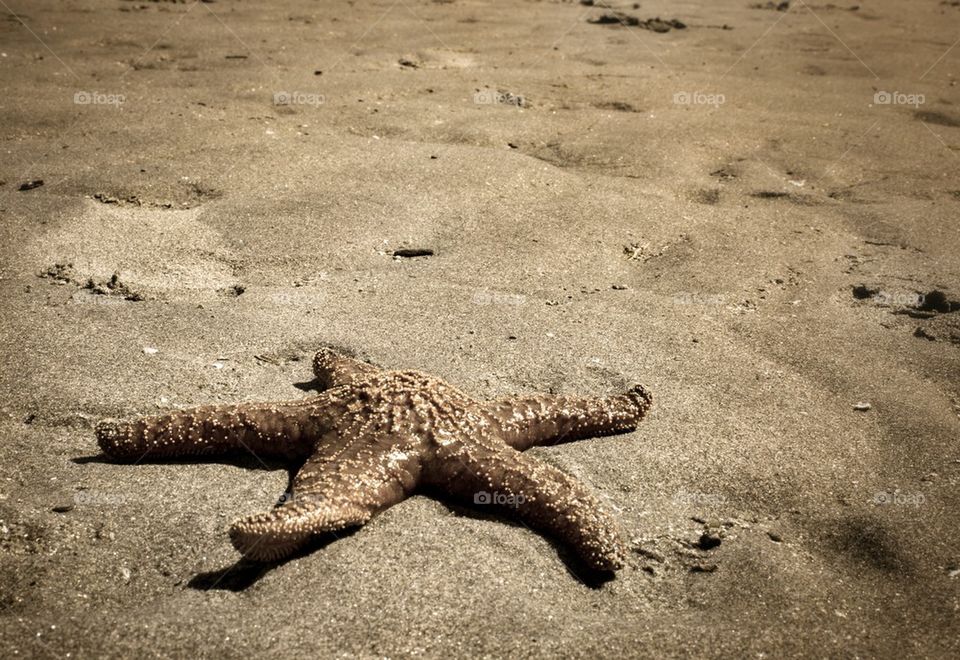 Close-up of starfish on beach