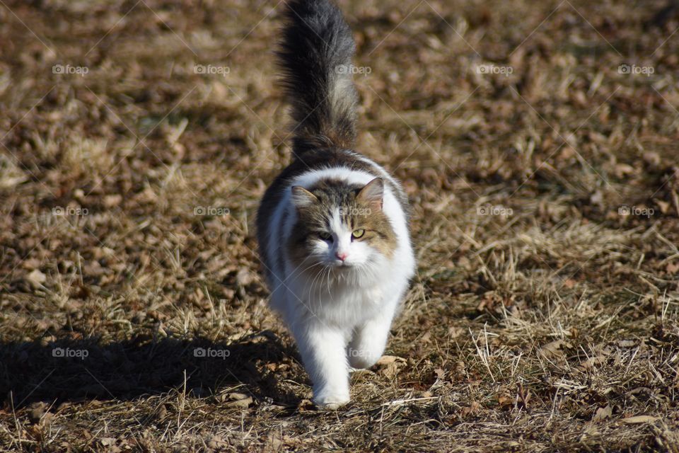 Fluffy cat in grass 