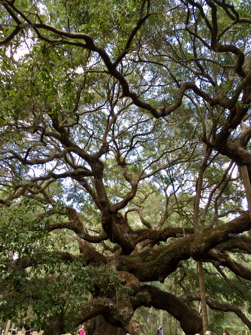 Giant Live Oak