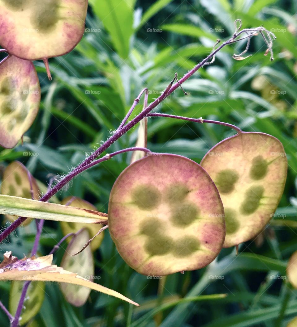 Close-Up Seed Pods