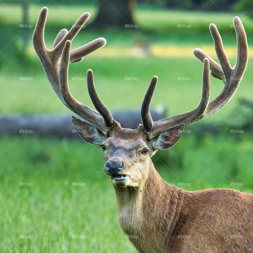 Beautiful brown colour deer