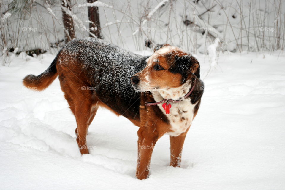snowy happy puppy