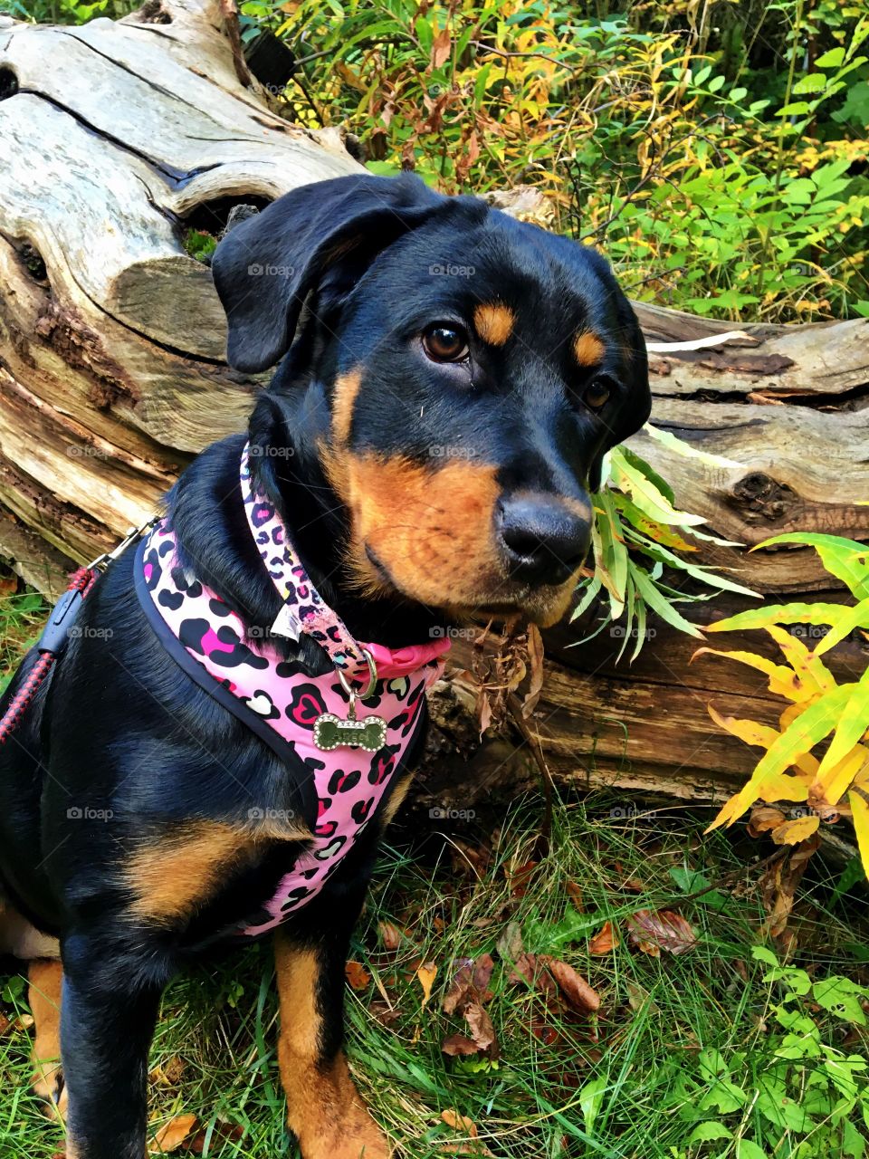 Rottweiler puppy sitting in the woods