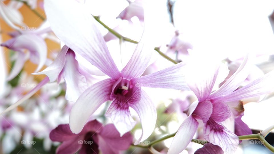 White & Pink Orchids