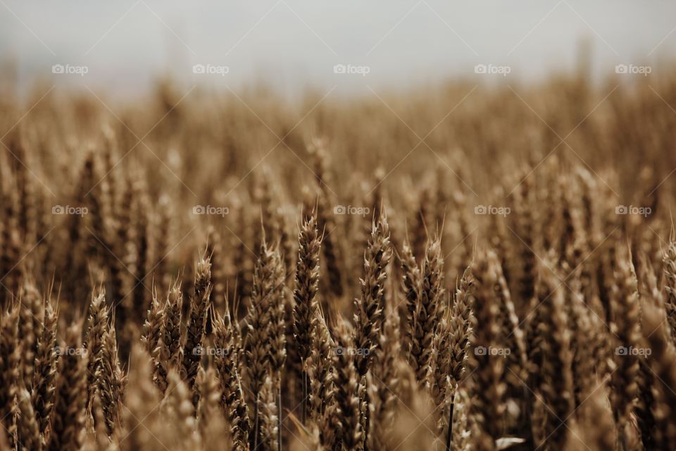 Wheat field 