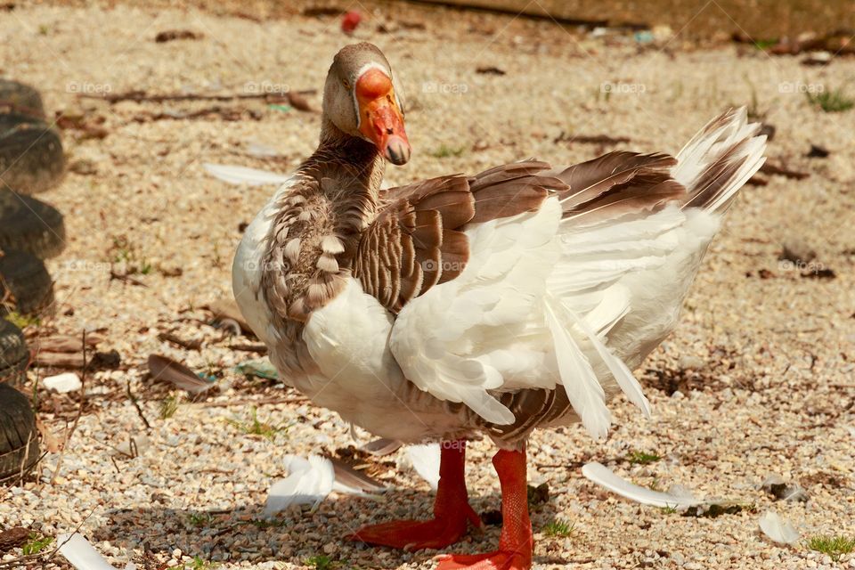 Lesser white-fronted goose