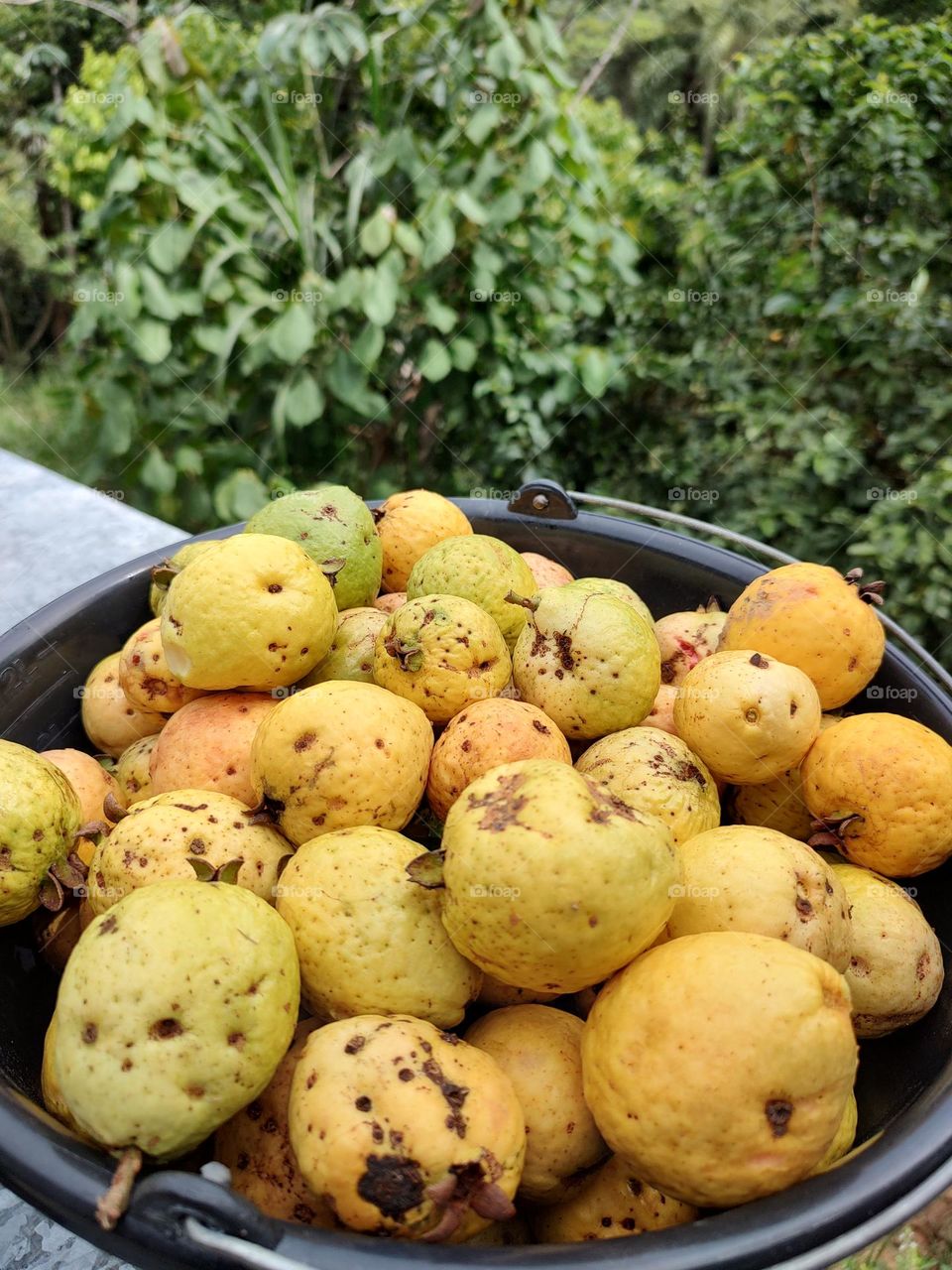 A delight, fresh guavas harvested in the backyard to become a tasty guava paste.