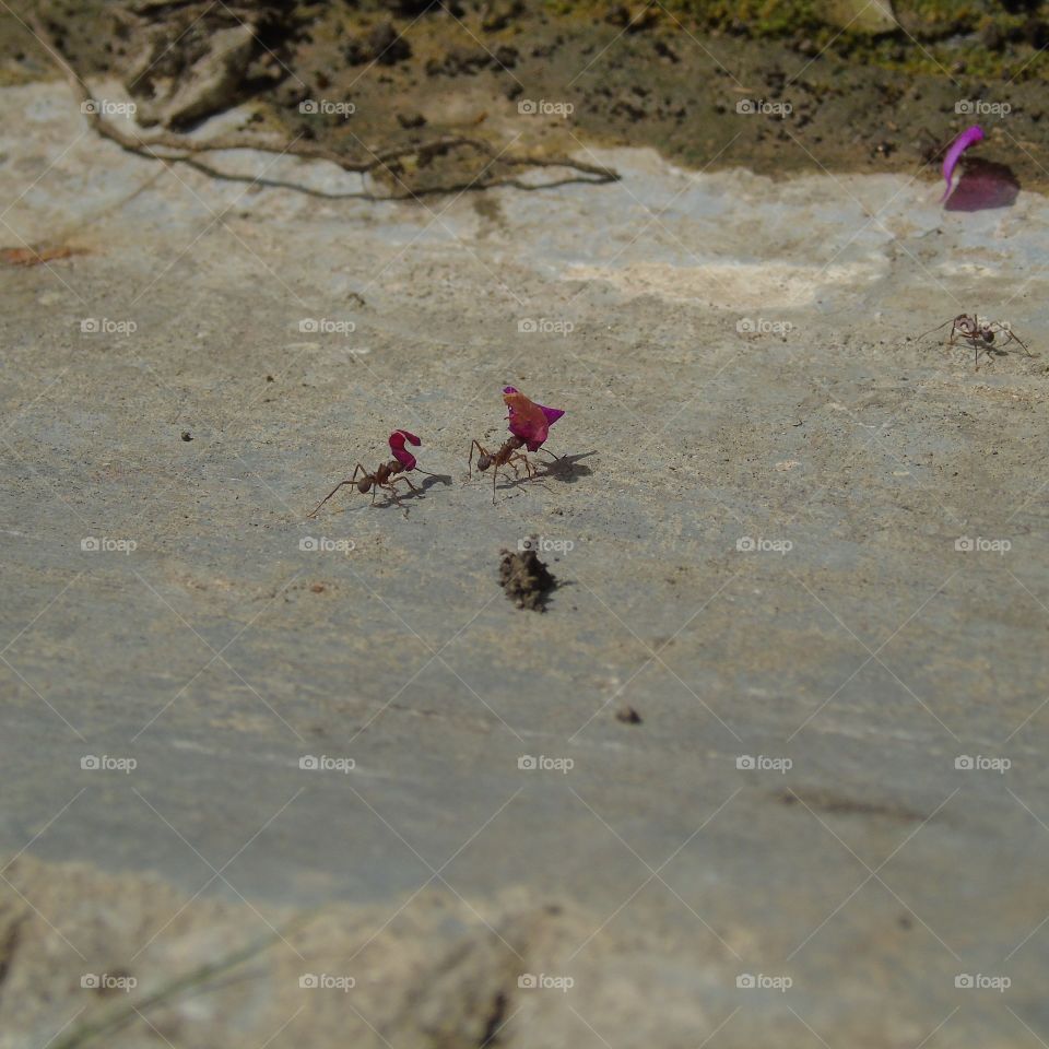 hormigas-ants. trabajo duro - hardwork