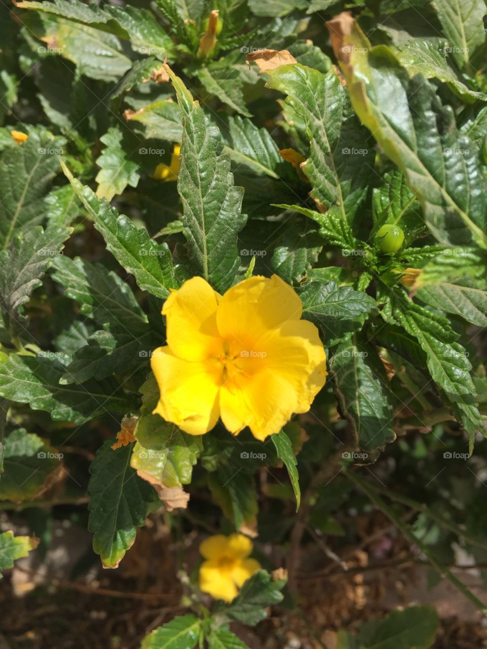 Flowers in Cape Verde
