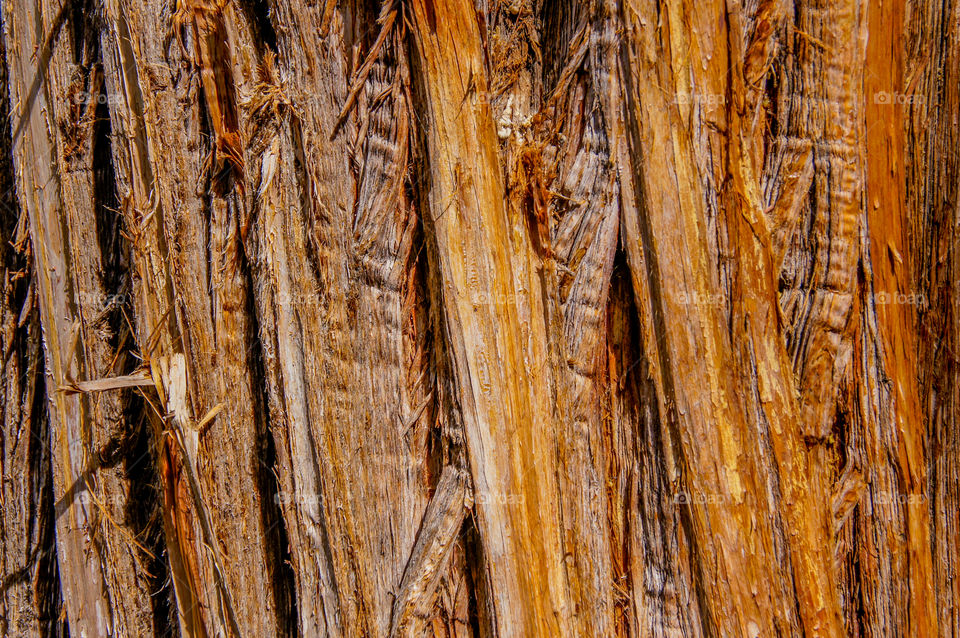 Shredded Tree Bark