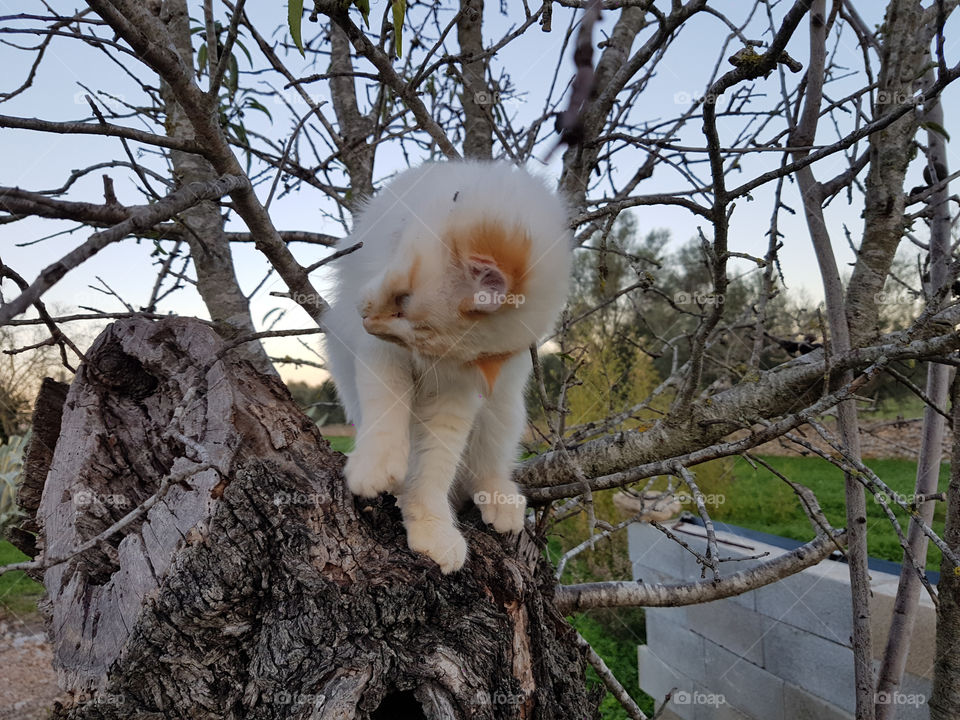 Babykatze im Baum schaut neugierig Abendstimmung