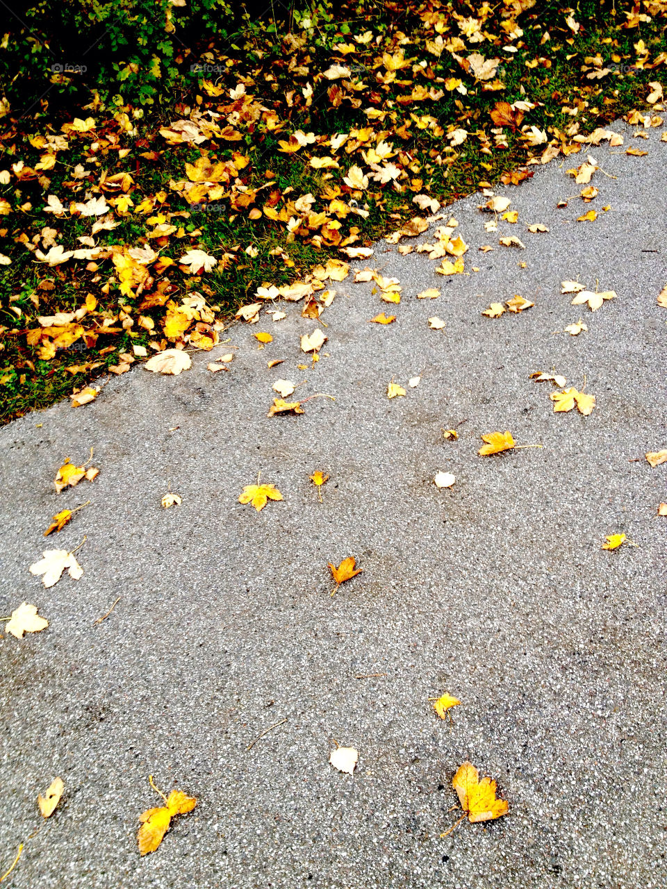 leaves road fall autum by theabergnielsen