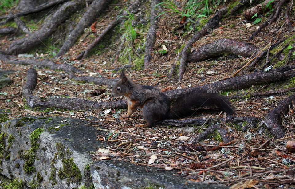 Squirrel in the woods.