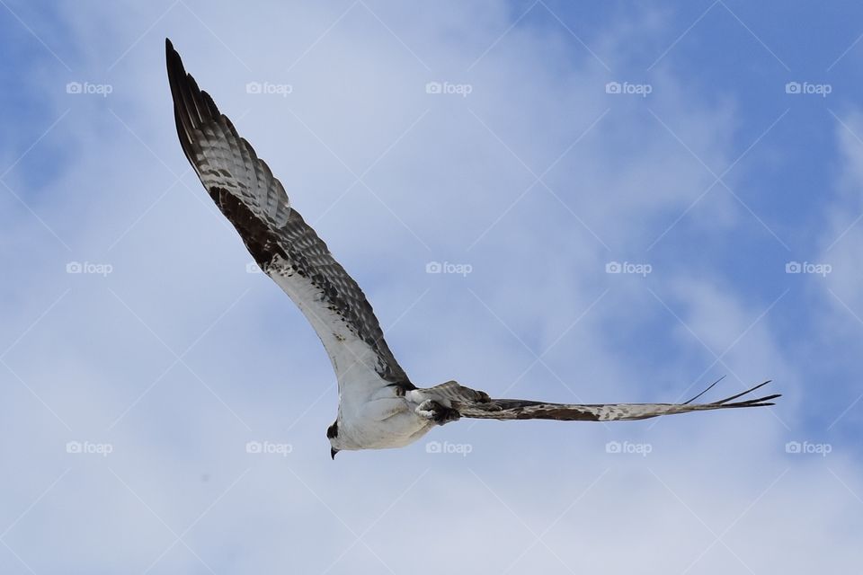 Young osprey on his own