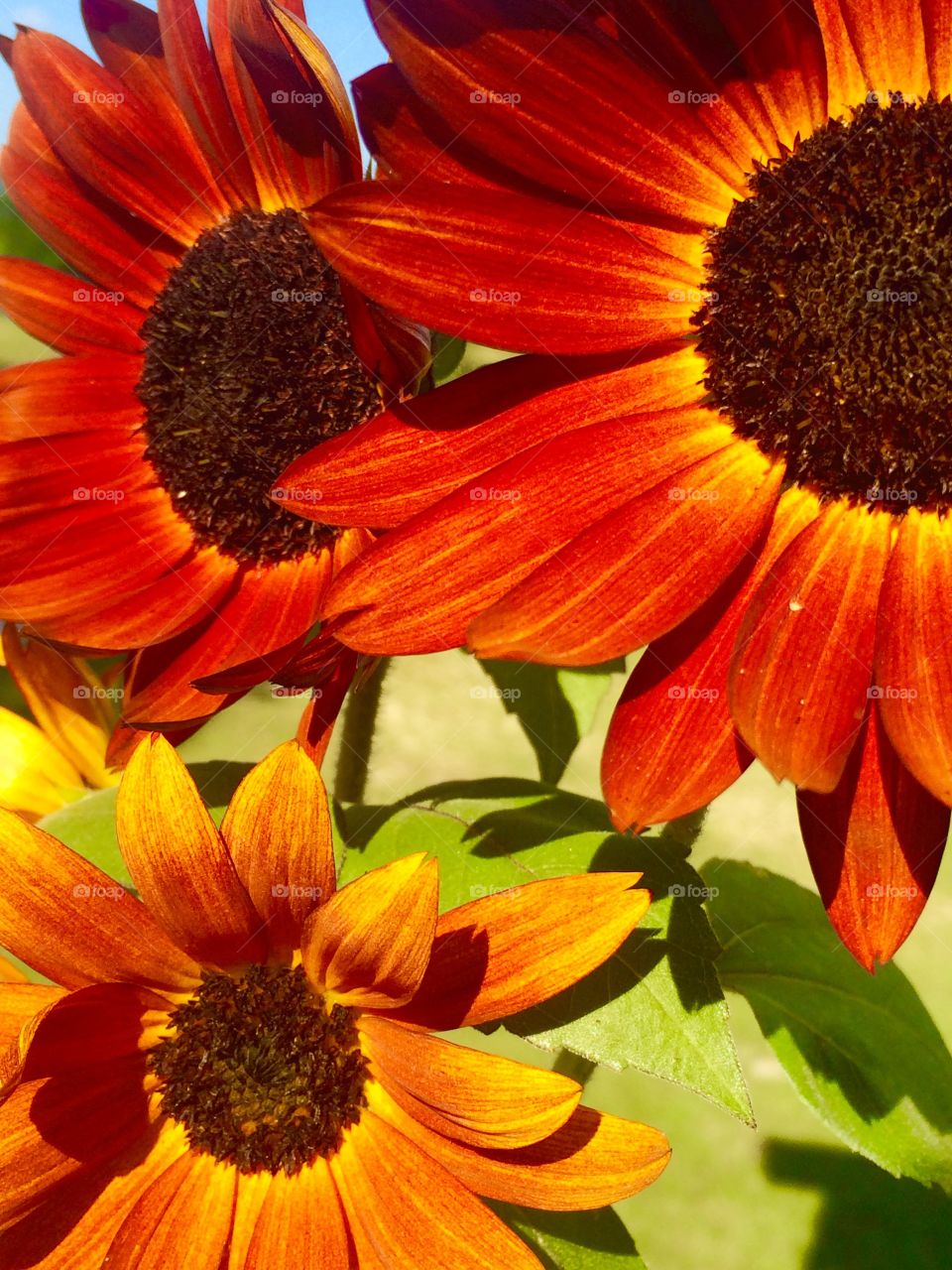 Sunflowers