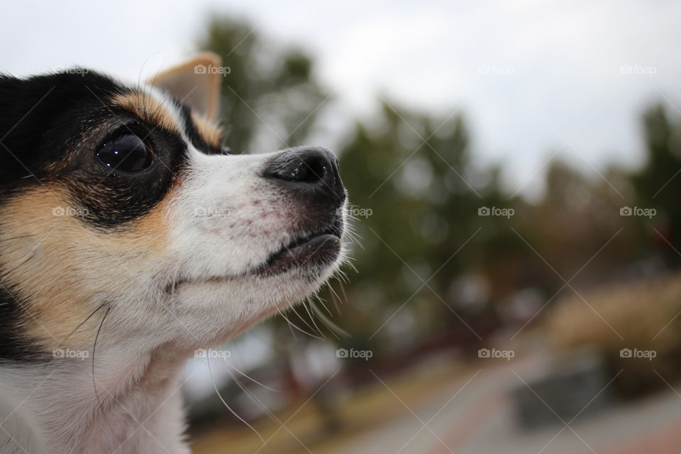 Chihuahua portrait