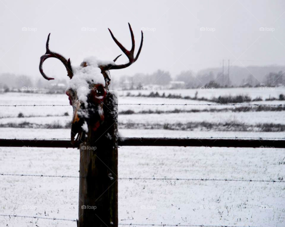 Deer head ritual?. I came across this during a recent snowfari.  I have no idea what it is or symbolizes, but I thought it was interesting