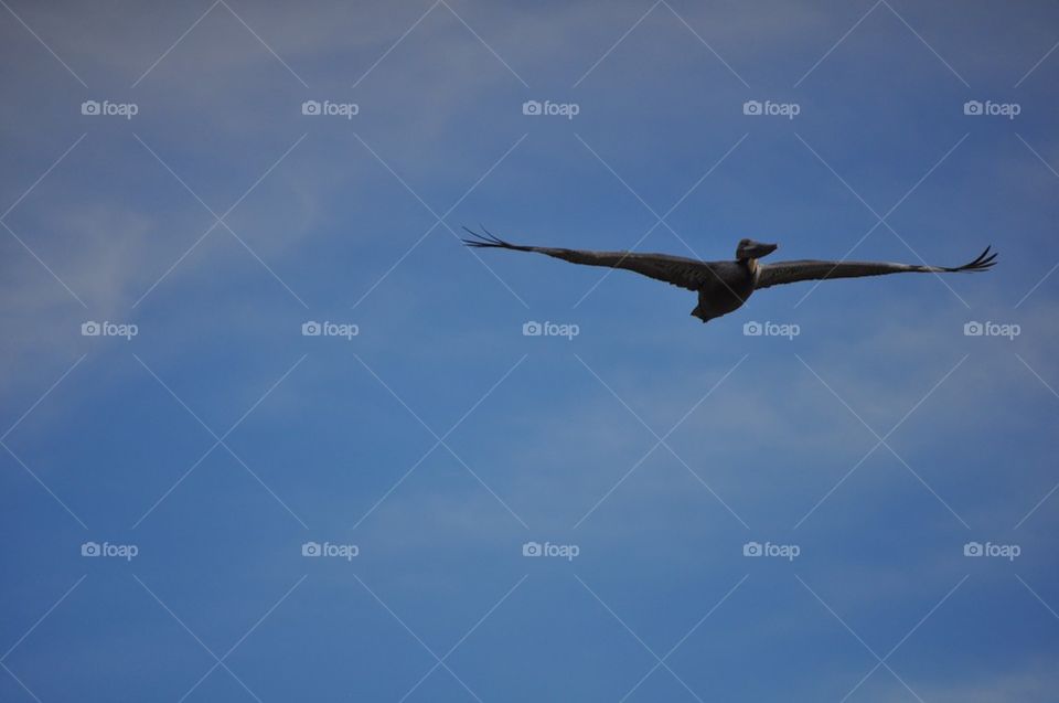 Bird in flight