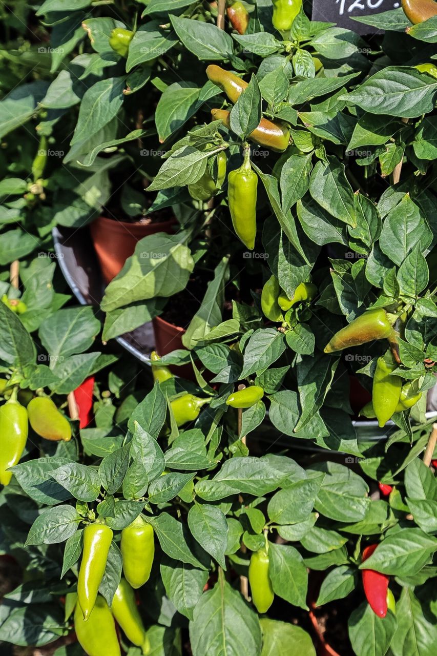 Chili fruit plant