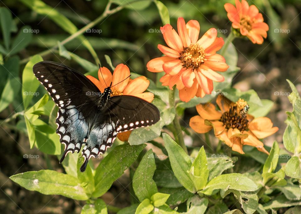 Butterfly on flower