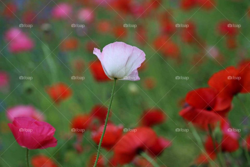 White and Red Poppy