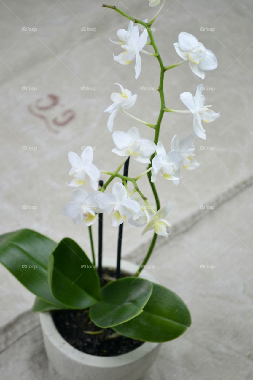 beautiful white orchid.