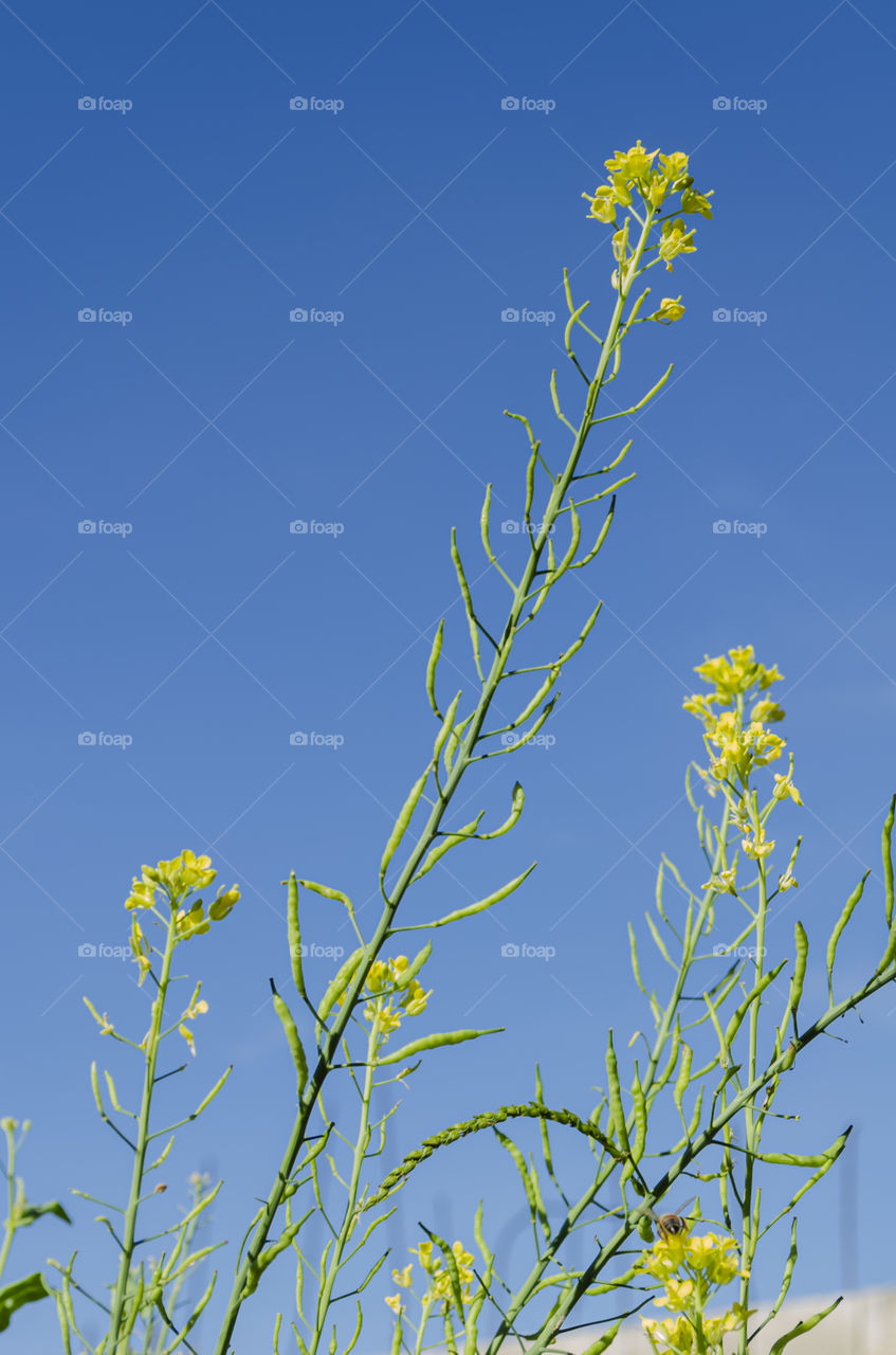 Yellow Pack Choi Blossoms Against Blue Sky