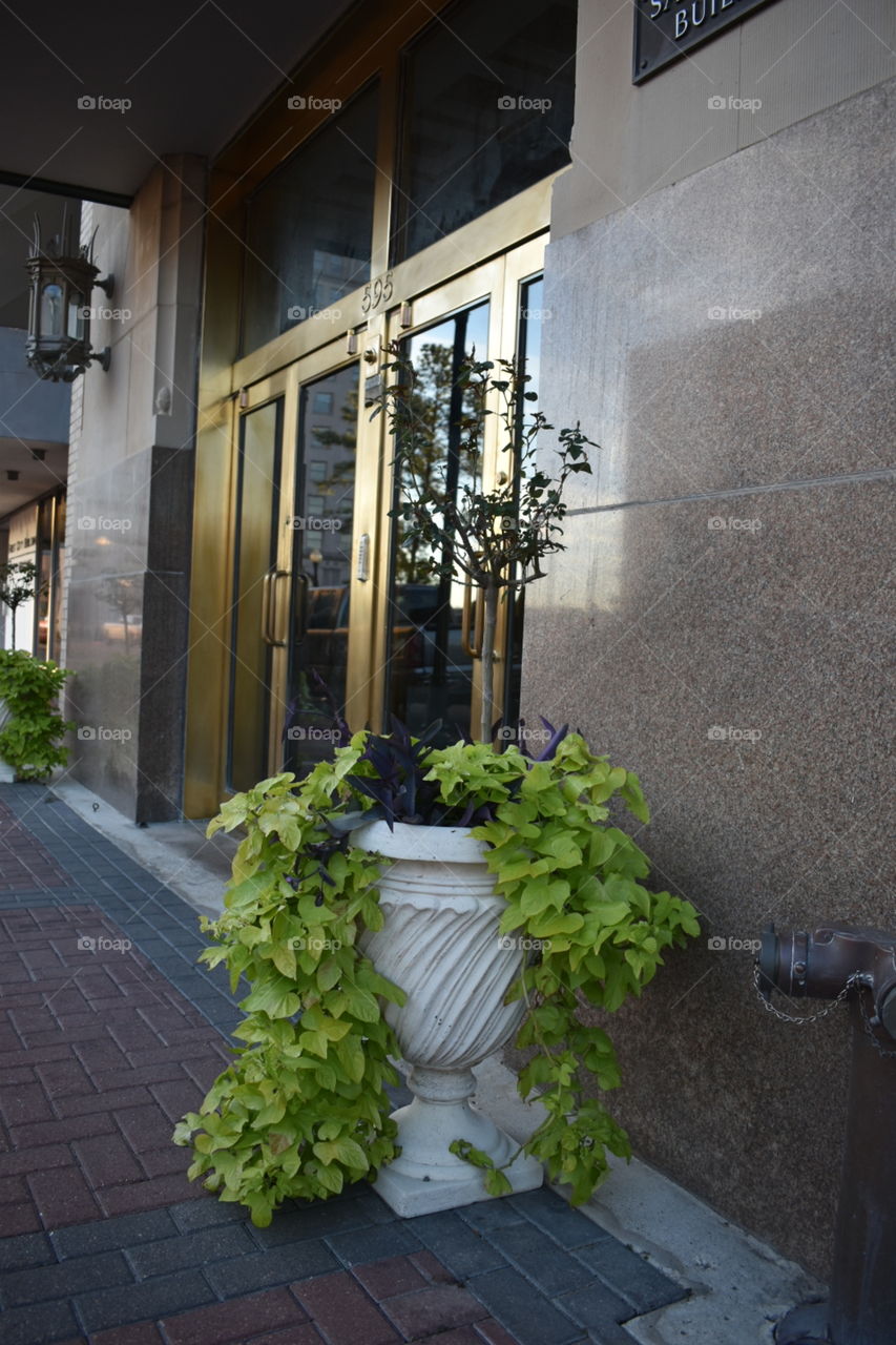A picture of a small potted plant outside of an old hotel