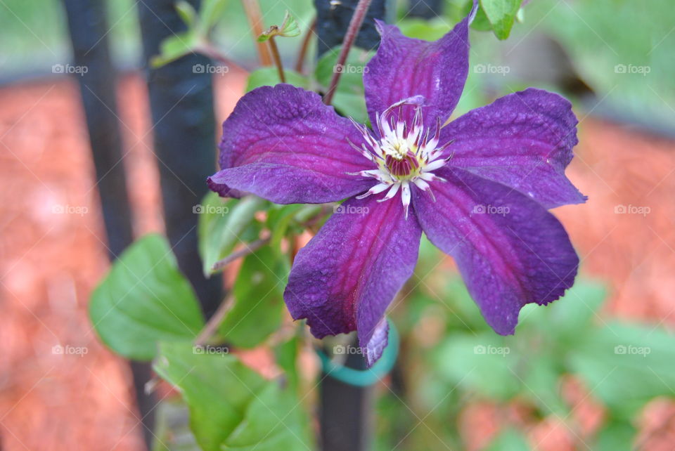 Clematis purple flower 