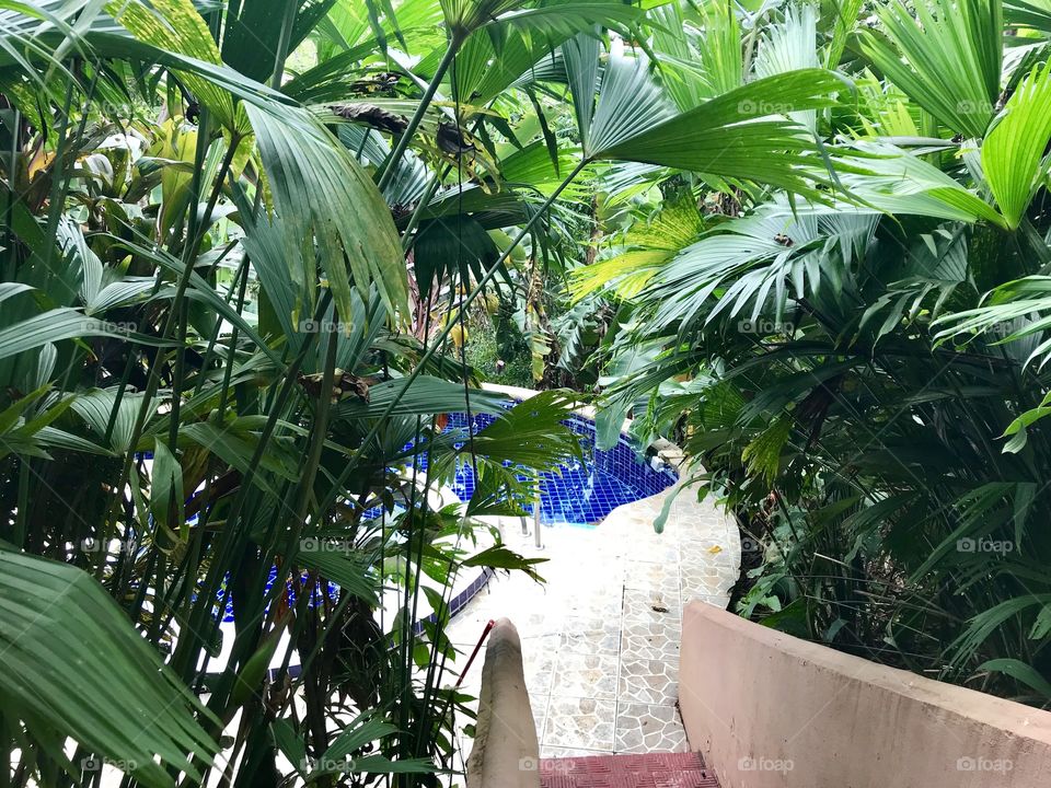 Rainforest Pool Bliss