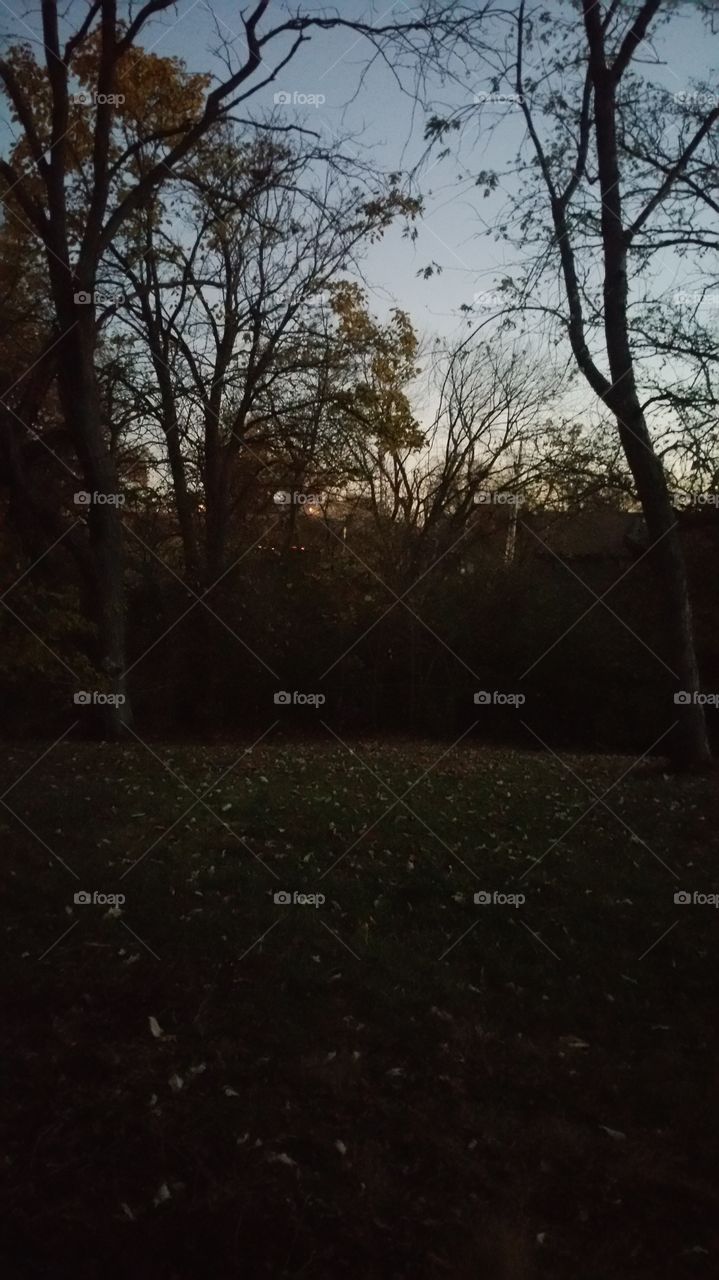 Sunset through the trees