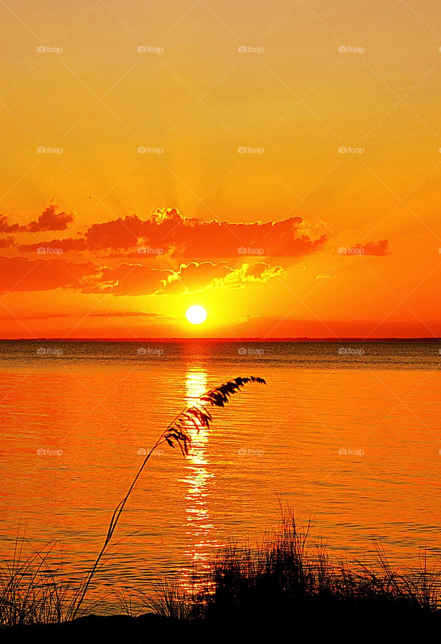 Sea Oats in the sunset 