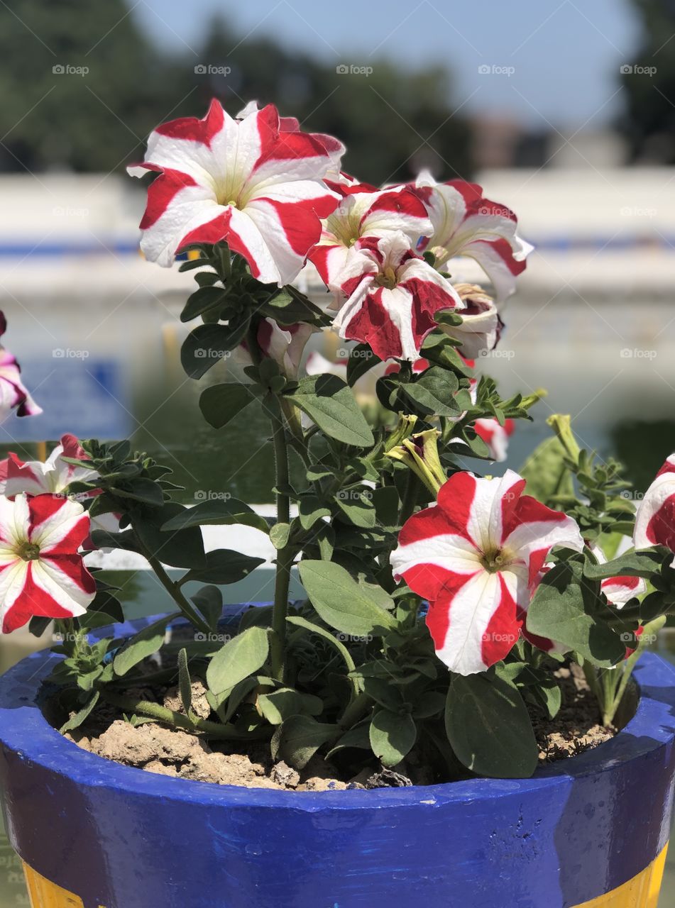 Red and white colour flower grown in a pot