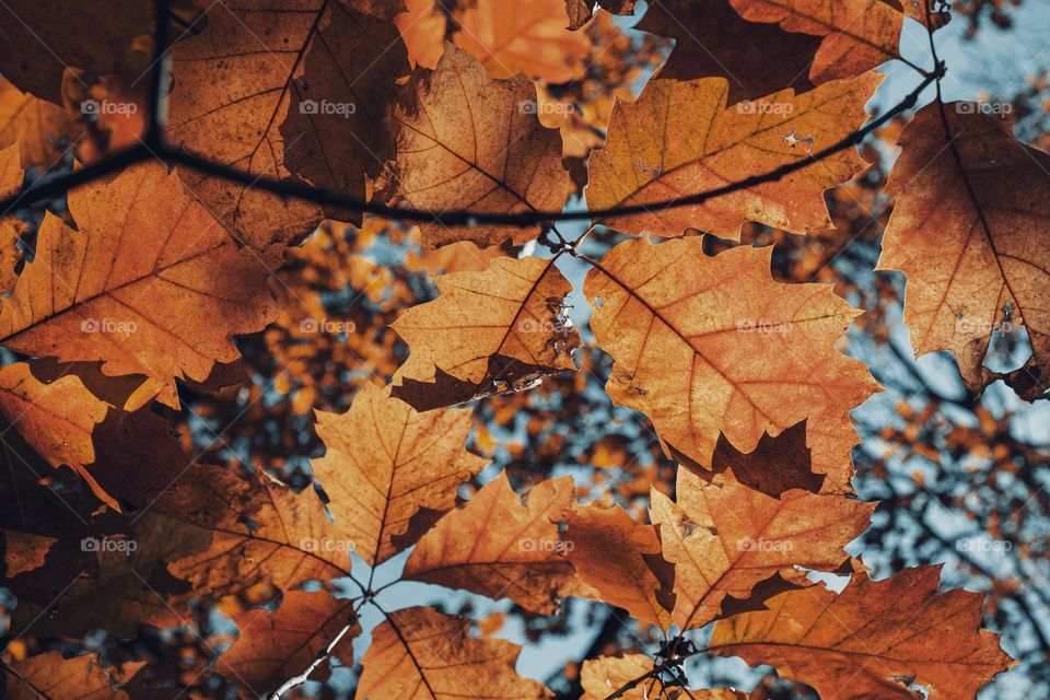 Bottom view of an oak leaves against blue sky.  Autumn concept